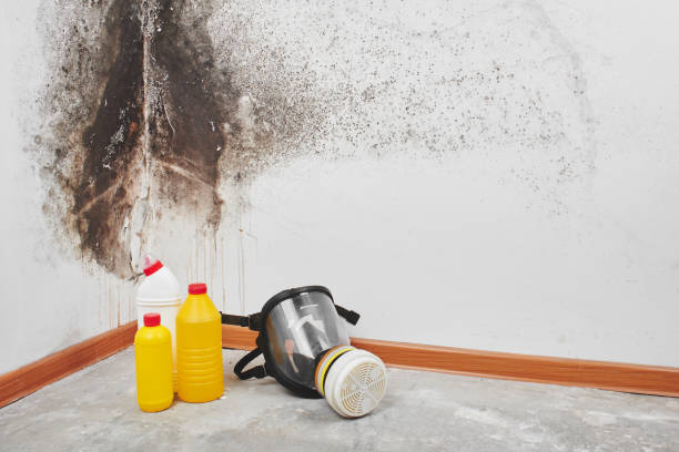Best Commercial Mold Removal  in Ste Genevieve, MO