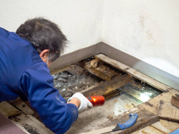 Best Mold Cleaning Services  in Ste Genevieve, MO