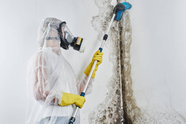 Best Mold Damage Repair  in Ste Genevieve, MO