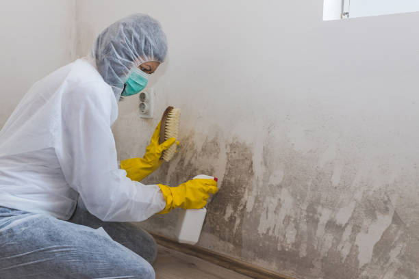 Best Local Mold Removal Service  in Ste Genevieve, MO
