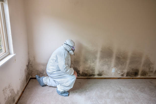 Office Mold Removal Services in Ste Genevieve, MO