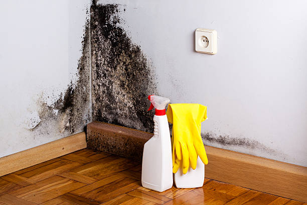 Best Mold Removal Process  in Ste Genevieve, MO